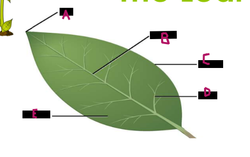 <p>Label part D.</p>