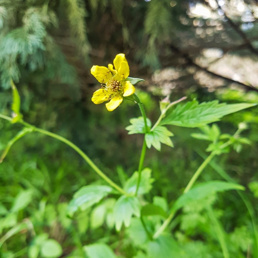 <p>Geum urbanum - Ranunculaceae</p>