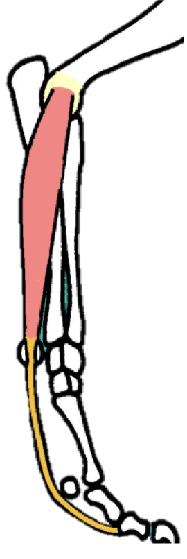 <p>REALLY IMPORTANT&nbsp;</p><p><strong>Origin - </strong>medial epicondyle </p><p></p><p><strong>Insertion - </strong>ALL digits (MIDDLE PHALANX)</p><p></p><p><strong>Location - </strong>caudal aspect of limb; crosses over PALMAR aspect of carpus, metacarpo-phalangeal, and interphalangeal joints </p><p></p><p><strong>Function - </strong>is a carpal AND digital <strong>FLEXOR</strong></p><p></p><p><strong>Nerve supply -</strong> Median + Ulnar nerves&nbsp;</p>