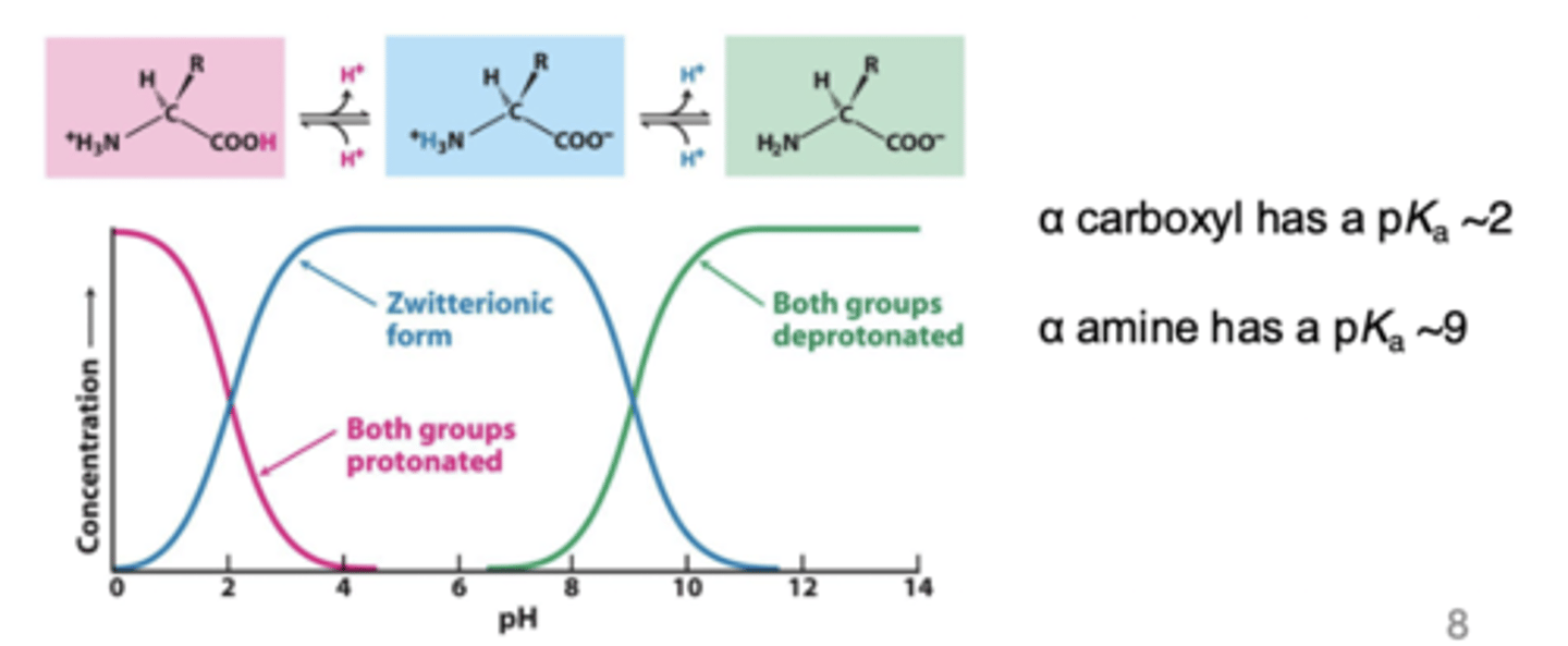 <p>reveals the pH cutoff for protonation of an ionizable functional group</p>