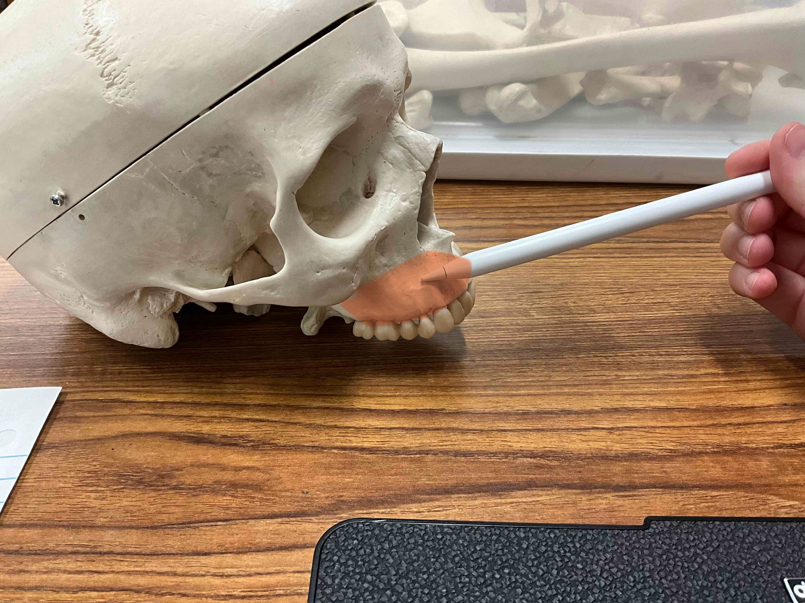 <p>Name the bone</p>
