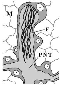 <p>Excretory system; what’s PNT?</p>