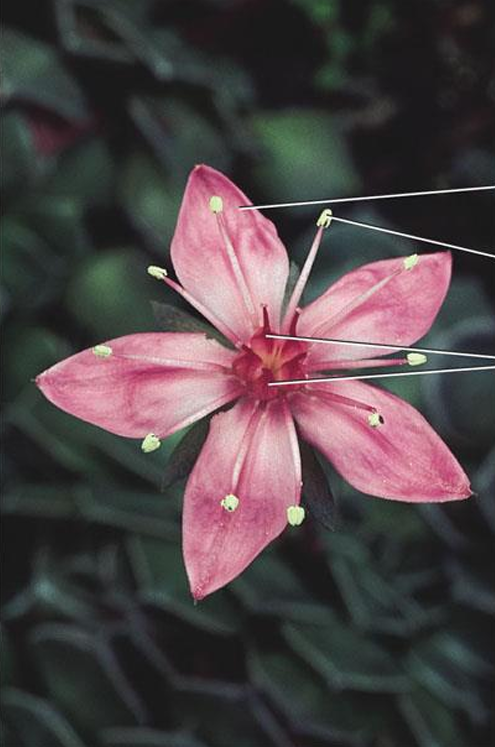 <p>eudicot; chihuahua flower</p>