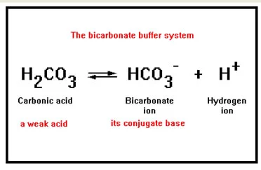 <p>What happens in the bicarbonate buffer system when H+ ions are added to the system?</p>