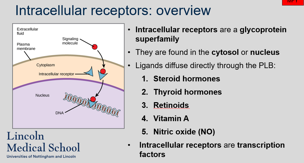 <ol><li><p>Intracellular receptors are a glycoprotein superfamily.</p></li><li><p>Intracellular receptors are found in the cytosol or nucleus.</p></li><li><p>Several ligands can diffuse directly through the PLB to bind to intracellular receptors, including steroid hormones, thyroid hormones, retinoids, vitamin A, and nitric oxide (NO).</p></li><li><p>Intracellular receptors are transcription factors that bind to specific DNA sequences and regulate gene expression in response to ligand binding.</p></li></ol>