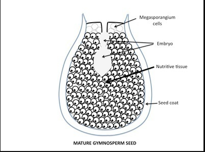 <p><span>Point to a region of the mature gymnosperm seed&nbsp;that is composed of haploid cells.</span></p>