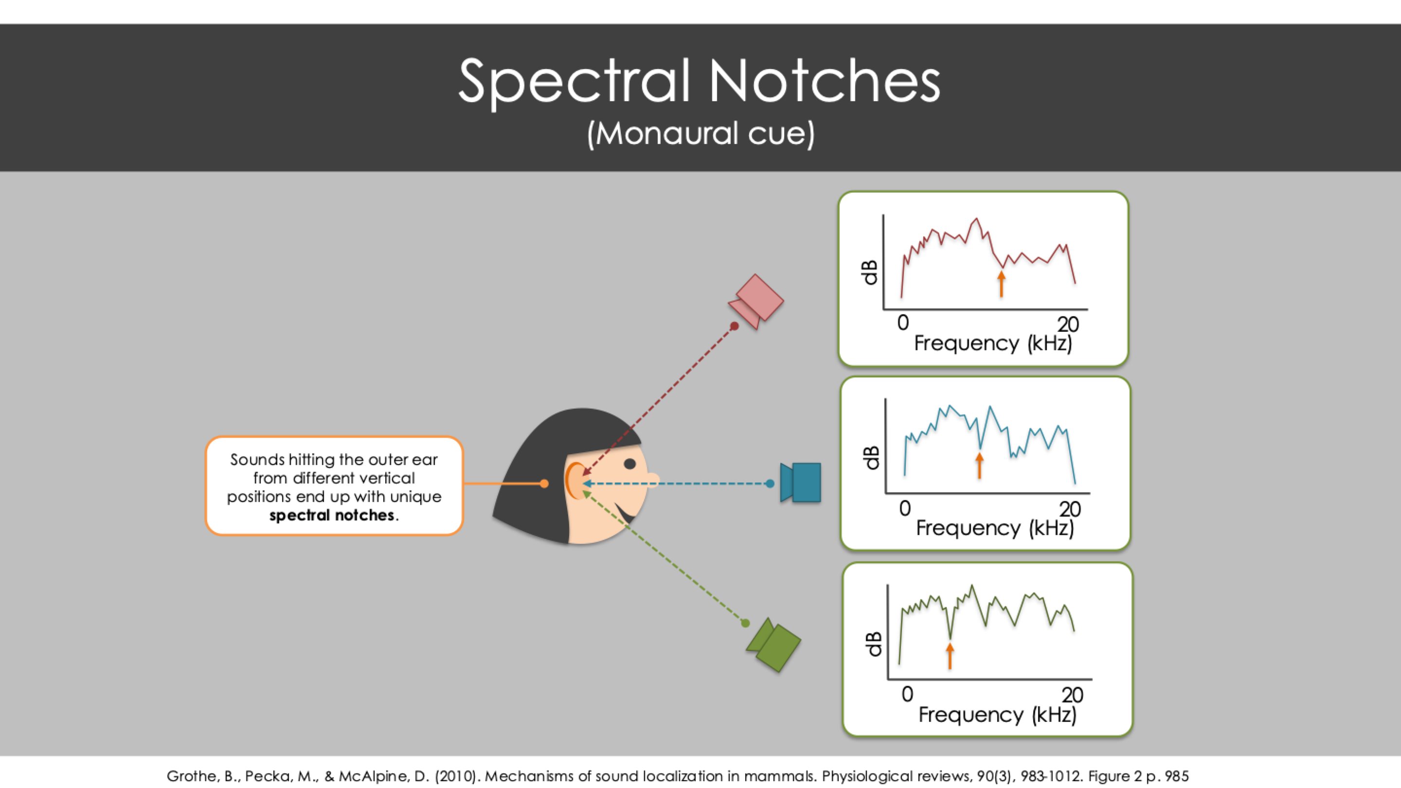 <p>Sounds hitting the outer ear from different vertical positions end up with unique <strong>spectral notches</strong></p>
