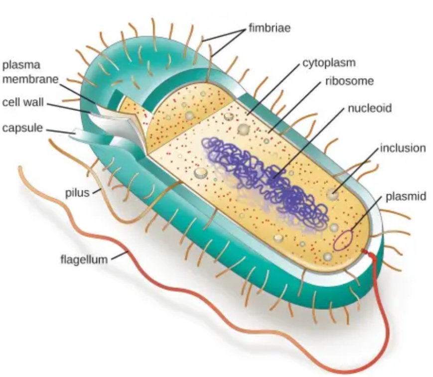 <p>PROKARYOTES</p>