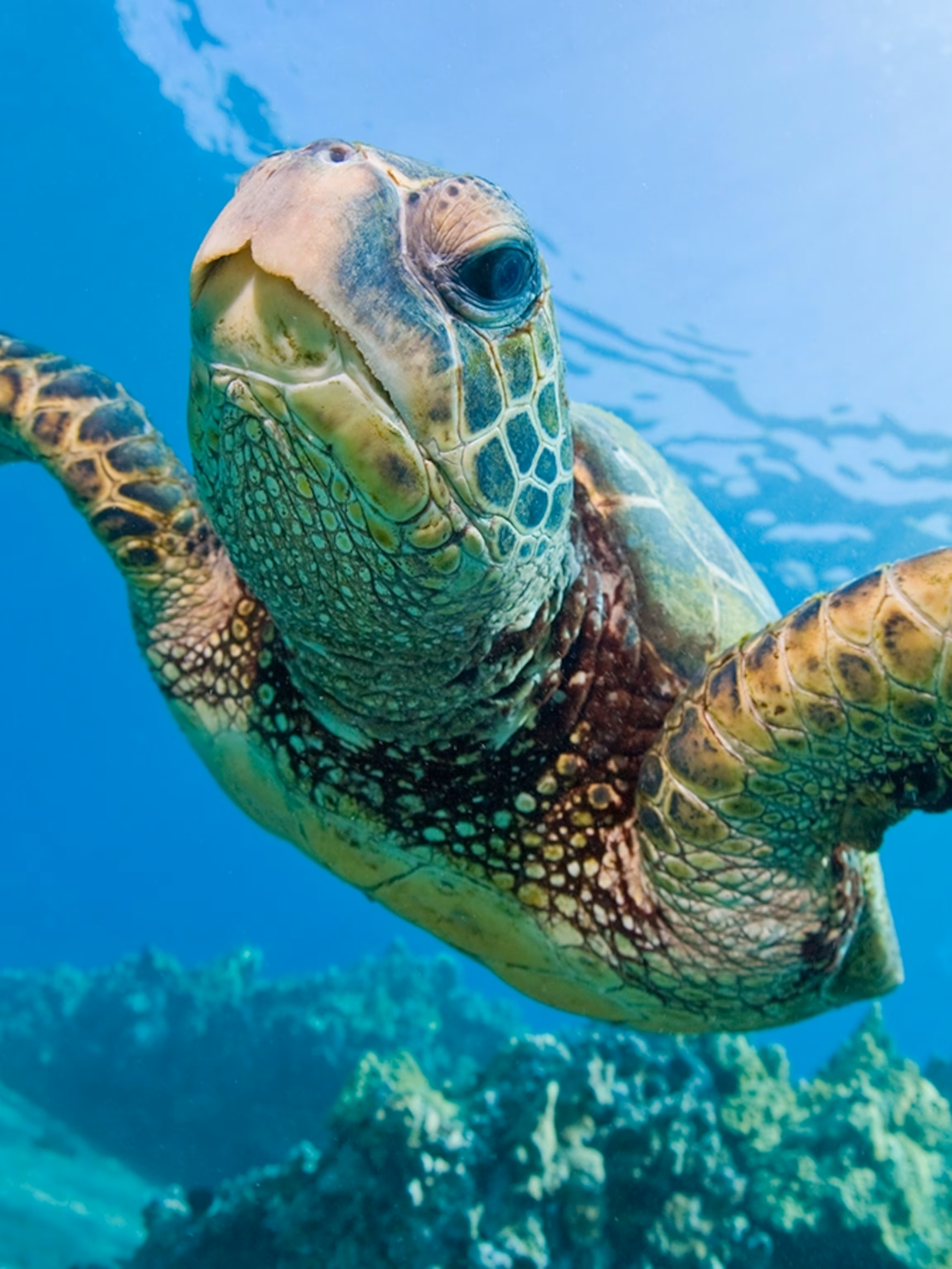<p>All sea turtles (not including Leatherback)</p>