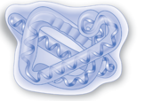 <p>Globular Shape: Folding helix will determine the function of protein</p>