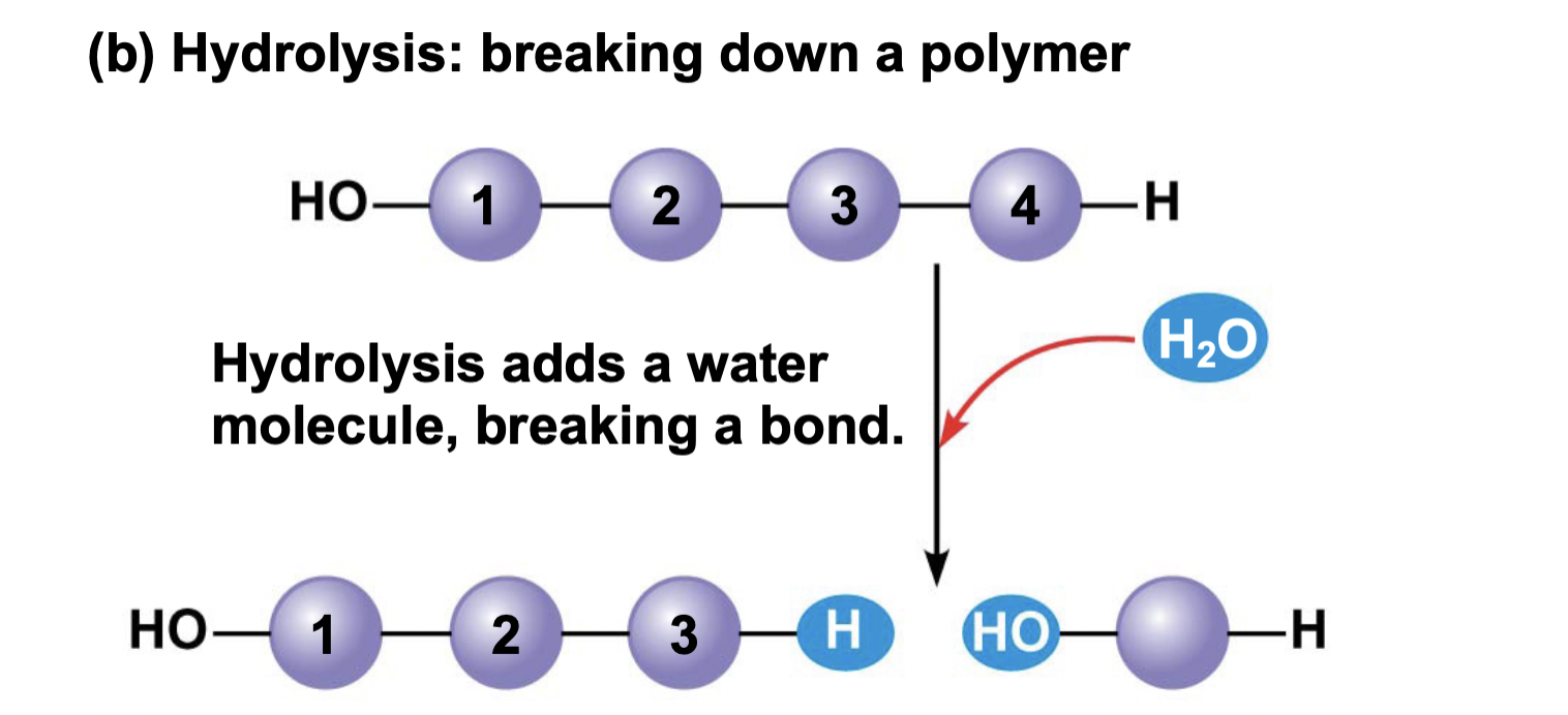 <p>water is gained to break a bond and form two molecules</p><ul><li><p>breaking down into small parts</p></li></ul>