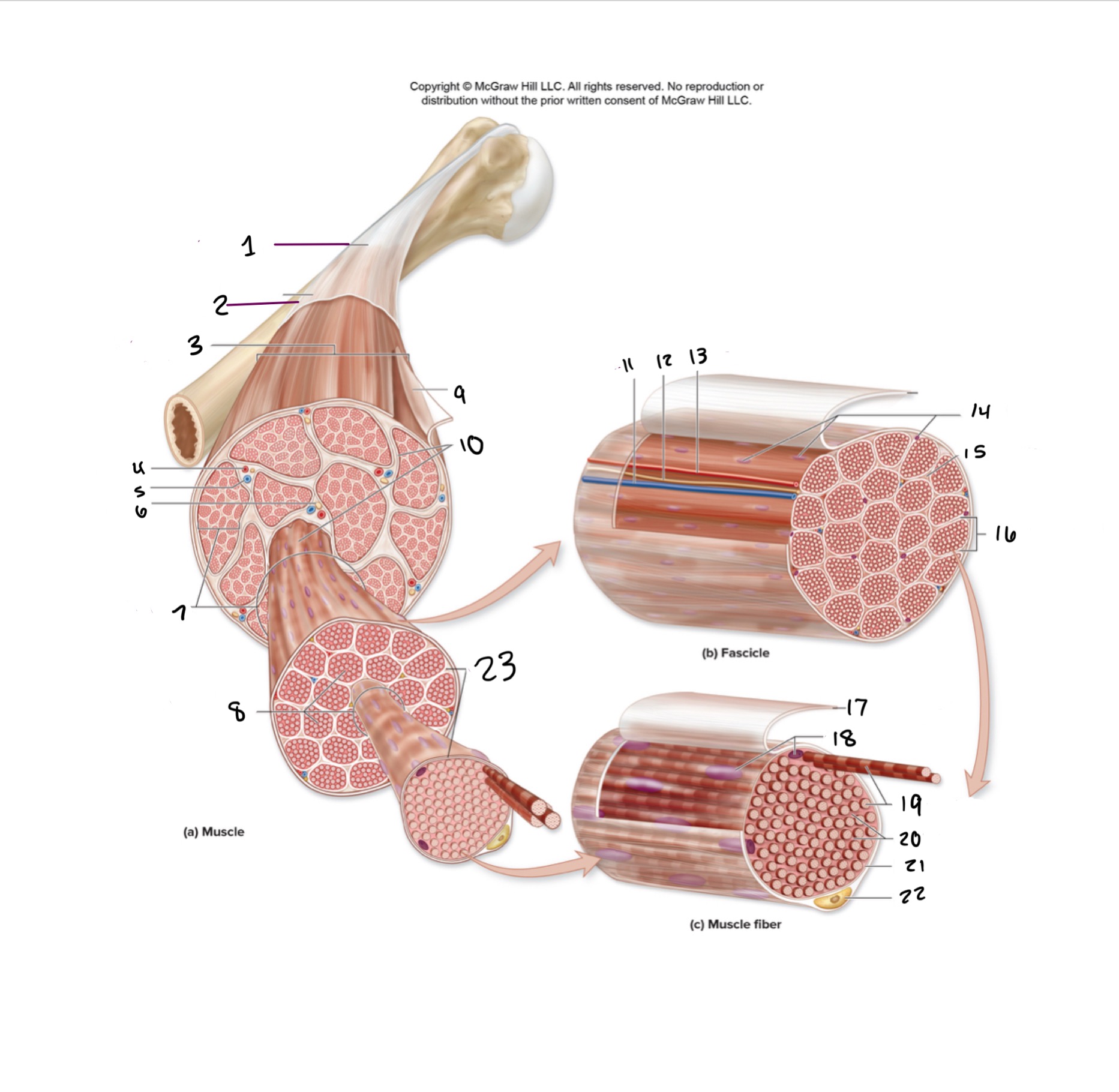 <p>19</p>
