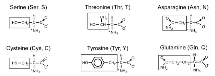 <p>Serine[SER] Threonine[THR] Tyrosine[TYR] Glutamate[GLU] Asparagine[ASN] Cysteine[CYS] </p>