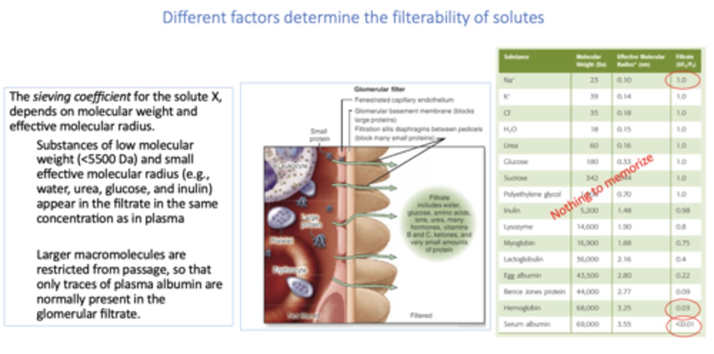 <p>molecular weight and radius</p>