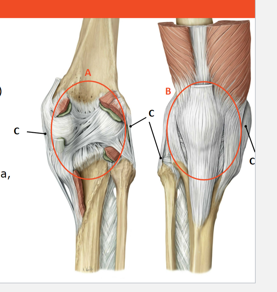 <p>Name the function of the extrinsic ligaments shown:</p>