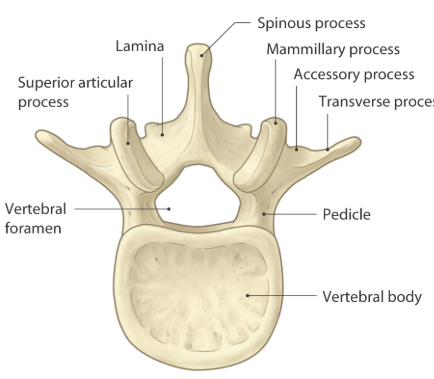 <p>juosmens slanksteliai</p>