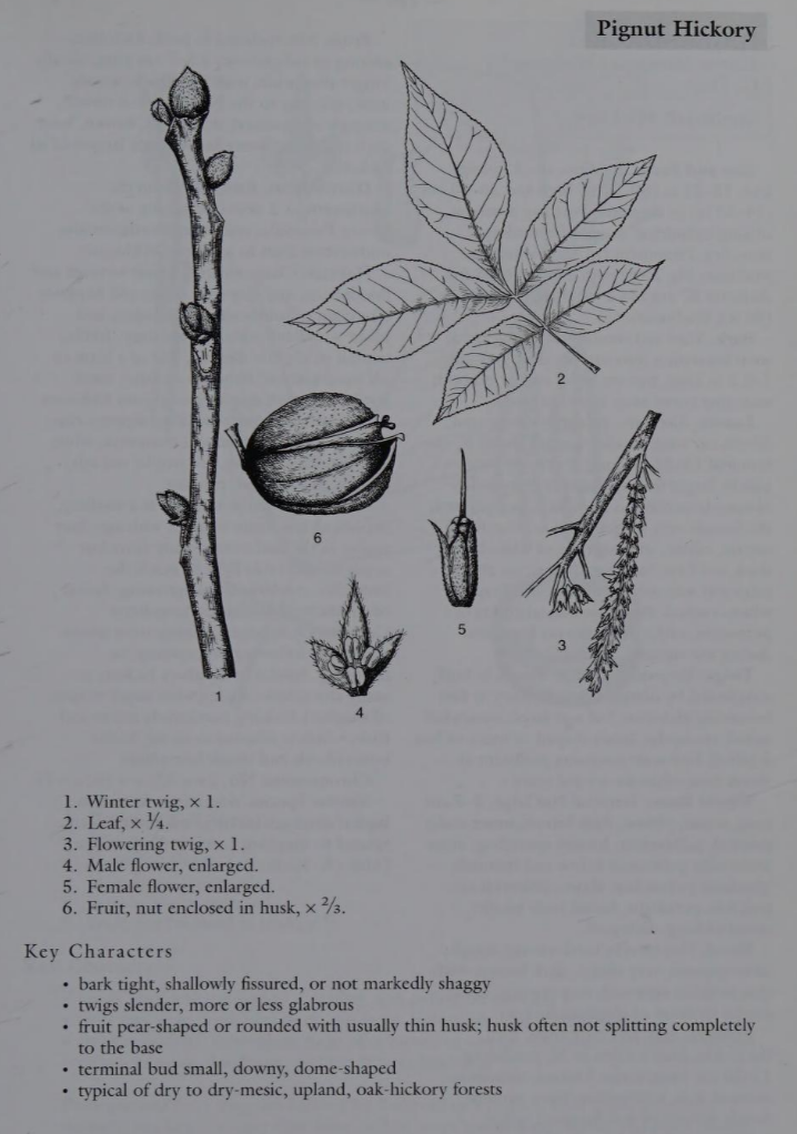 <p>Family: Juglandaceae</p><p>Physiognomy: Nt Tree</p><p>Common Name: Pignut Hickory</p><p>Leaf: Alternate, pinnately compound, 5-7 leaflets, usually 5</p>