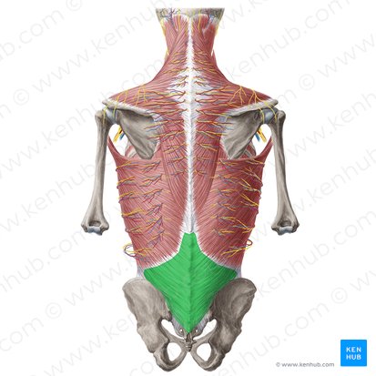 <ul><li><p>deep fascial complex that forms the sheath of the erector spinae muscle</p></li><li><p>important for stabilization and load transfer</p></li><li><p>acts as a&nbsp;“myofascial girdle”</p></li><li><p>erector spinae and latissimus dorsi attach here&nbsp;</p></li><li><p>transversus abdominus (TA) and internal oblique (IO)</p></li></ul><p></p>