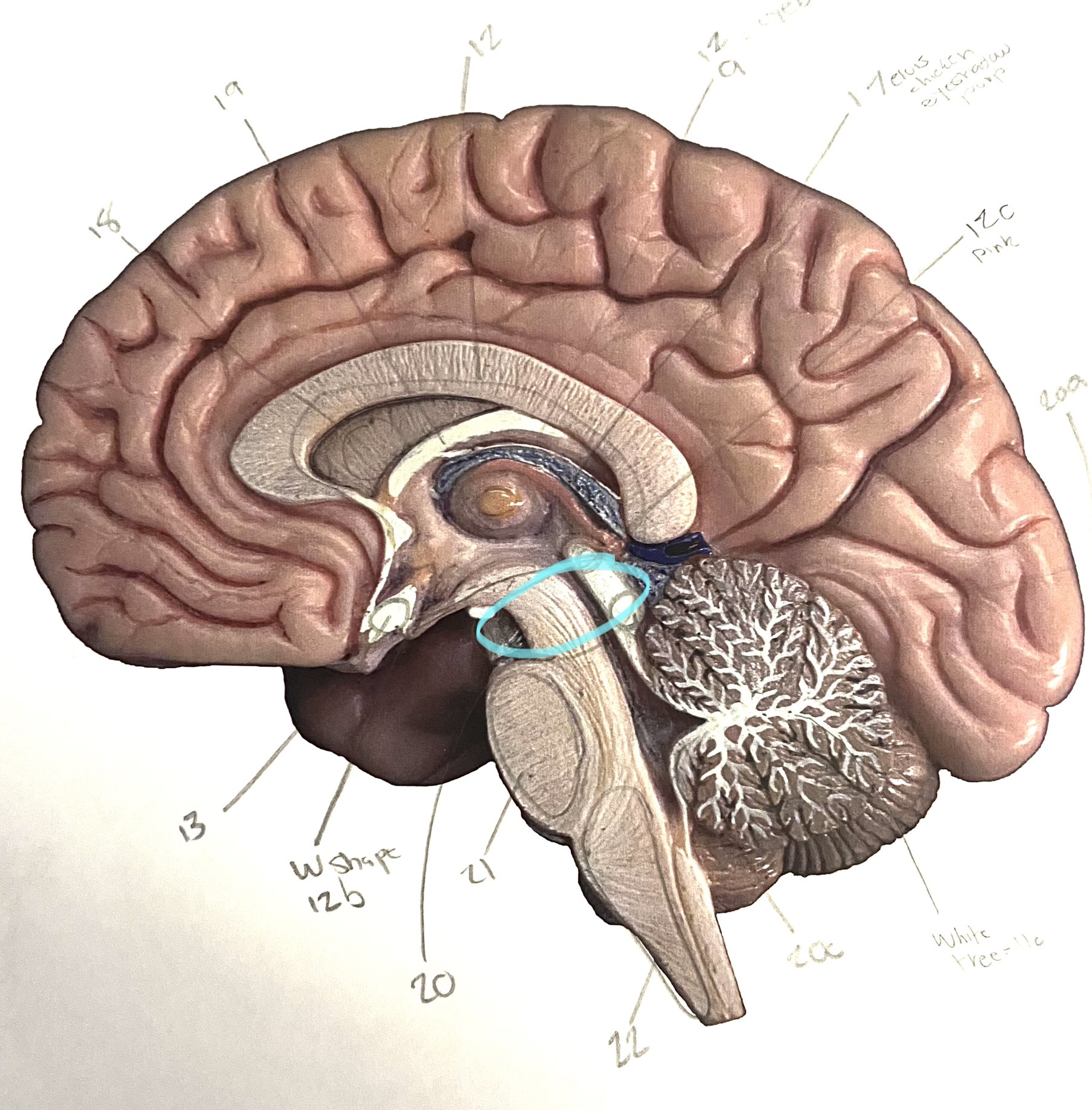 knowt flashcard image