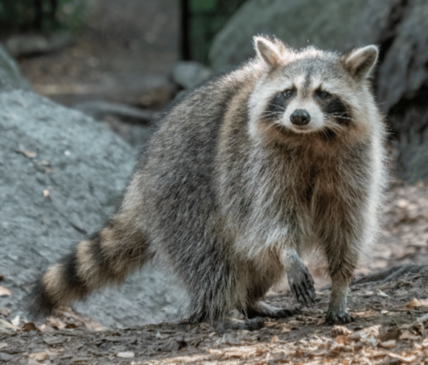 <p>Name, habitat, range</p>