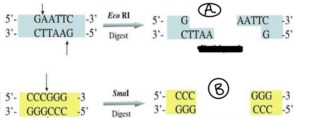 <p>A- identified A &amp; B</p><p>B - What is the name of enzyme used here and its function</p><p>C - related to any molecular techniques ?</p><p>D- give another example from the same molecular techniques</p>
