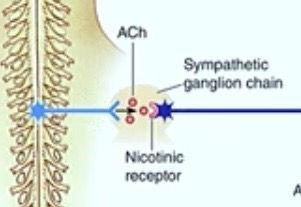 <p><span style="color: #NaNNaNNaN"><strong>Sympathetic Ganglion Chain </strong></span></p>