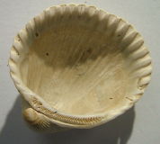 <p>Pelecypods, Venericardia</p>