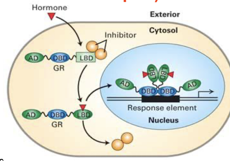 <p><span style="color: green;"><strong><span>e.g Glucocorticoid Receptor</span></strong></span></p><p><span style="color: red;"><span>Absence of Hormone:</span></span></p><ul><li><p>GR anchored in cytoplasm complexed to inhibitor complex through LBD (ligand binding domain)/ Hormone BD.</p></li></ul><p><span style="color: green;">Presence of Hormone:</span></p><ul><li><p><strong>Conformational change in GR</strong> and is released from cytoplasmic anchor and enters nucleus</p></li><li><p><strong>Binds target gene response elements</strong></p></li><li><p><strong>Activates transcription by </strong><span style="color: green;"><strong>histone acetylation and facilitating co-operative assembly</strong></span> of transcription initiation complex</p></li></ul><p></p>
