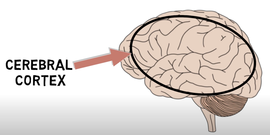 <p>Cerebral cortex </p>