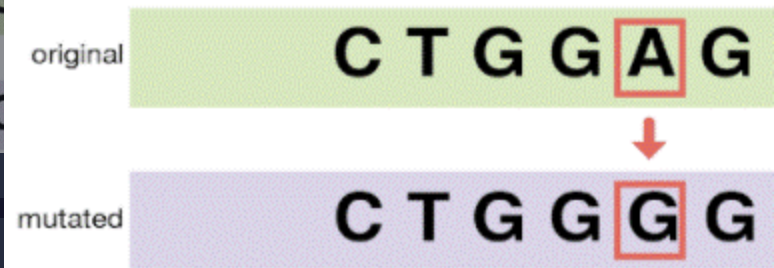 <p><span>A mutation that exchanges one base for another</span></p>