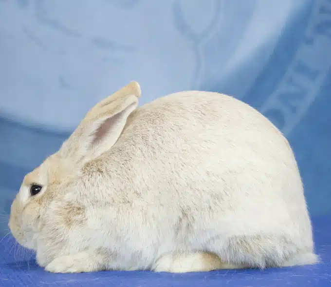 <p>What Breed Am I?</p>