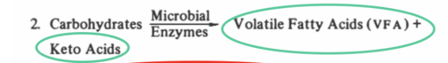 <p>volatile fatty acids + keto acids</p>