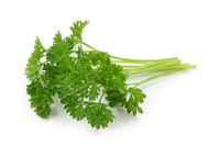 <p><strong>a type of herb with curly or flat leaves, used to add flavor to food and also to make it look attractive</strong></p><p><br></p>