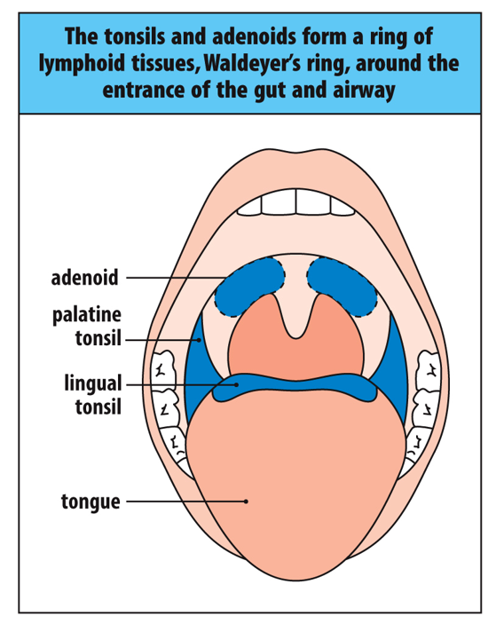 <p>Called Waldeyer's ring,. Lymphoid tissues are shown in blue. The adenoids lie at either side of the base of the nose, and the palatine tonsils lie at either side of the palate at the back of <span><span>the</span></span><span style="background-color: transparent; font-size: 1.6rem;"><span> oral cavity. The lingual tonsils are on the base of the tongue.</span></span></p>
