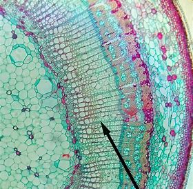 Cell Wall