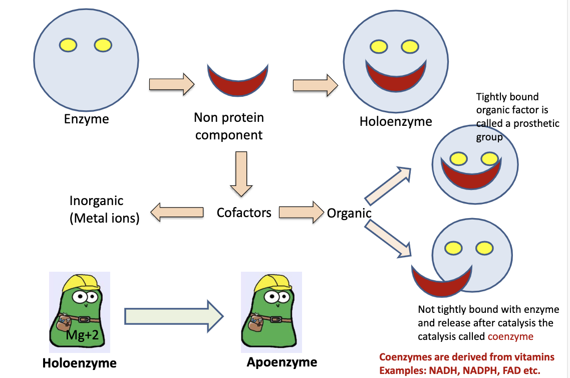 <p>Holoenzyme has a cofactor while an apoenzyme does not</p>