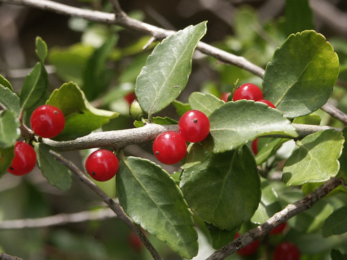 hint: coffee mug
Red berries grow right on stem 