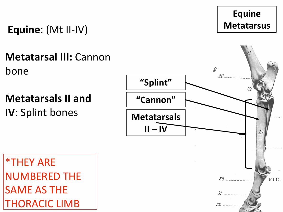 <ul><li><p>Mt II-IV</p></li><li><p>Mt III is the <strong>cannon bone</strong></p></li><li><p>Mt II-IV are <strong>splint bones</strong></p><ul><li><p>They are numbered the same as the thoracic limb</p></li></ul></li></ul><p></p>