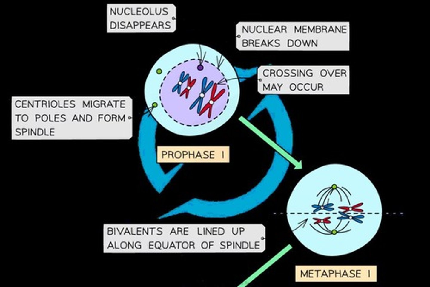 <p>DNA condenses into visible chromosomes, and homologous chromosomes form pairs, allowing crossing over.</p>