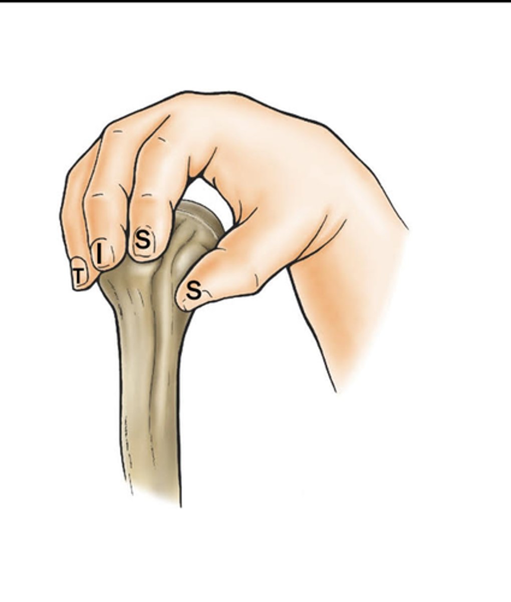 <p>SITS stands for what? The hand positions represent the attachment points on the humerus.</p>