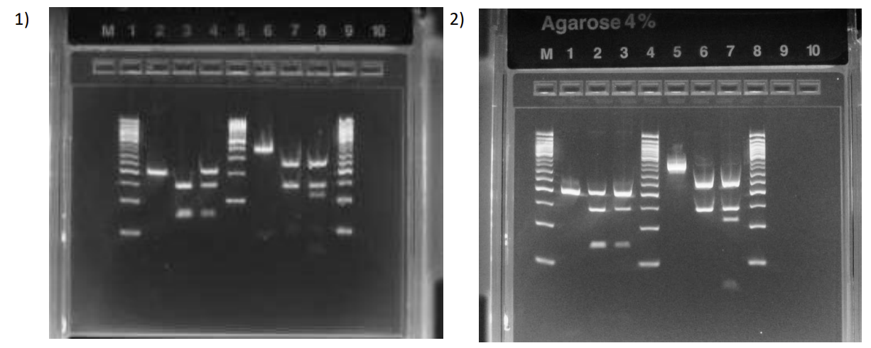 <p>What are these results</p>