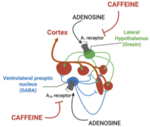 <p>endogenous somnogen whose levels rise in brain during neural activity </p><p>Triggers sleep by:</p><p>- inhibiting wake promoting signal: inhibits orexogenic neurons via A1 receptors </p><p>-enhances sleep promoting signals: stimulates GABAergic neurons in the VLPO via activation of A2a receptor</p>