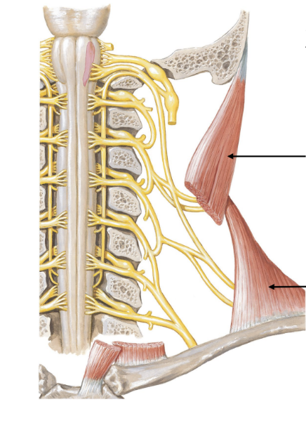 <p>motor to 2 muscles:</p><ul><li><p>sternocleidomastoid</p></li><li><p>trapezius</p></li></ul><p></p>