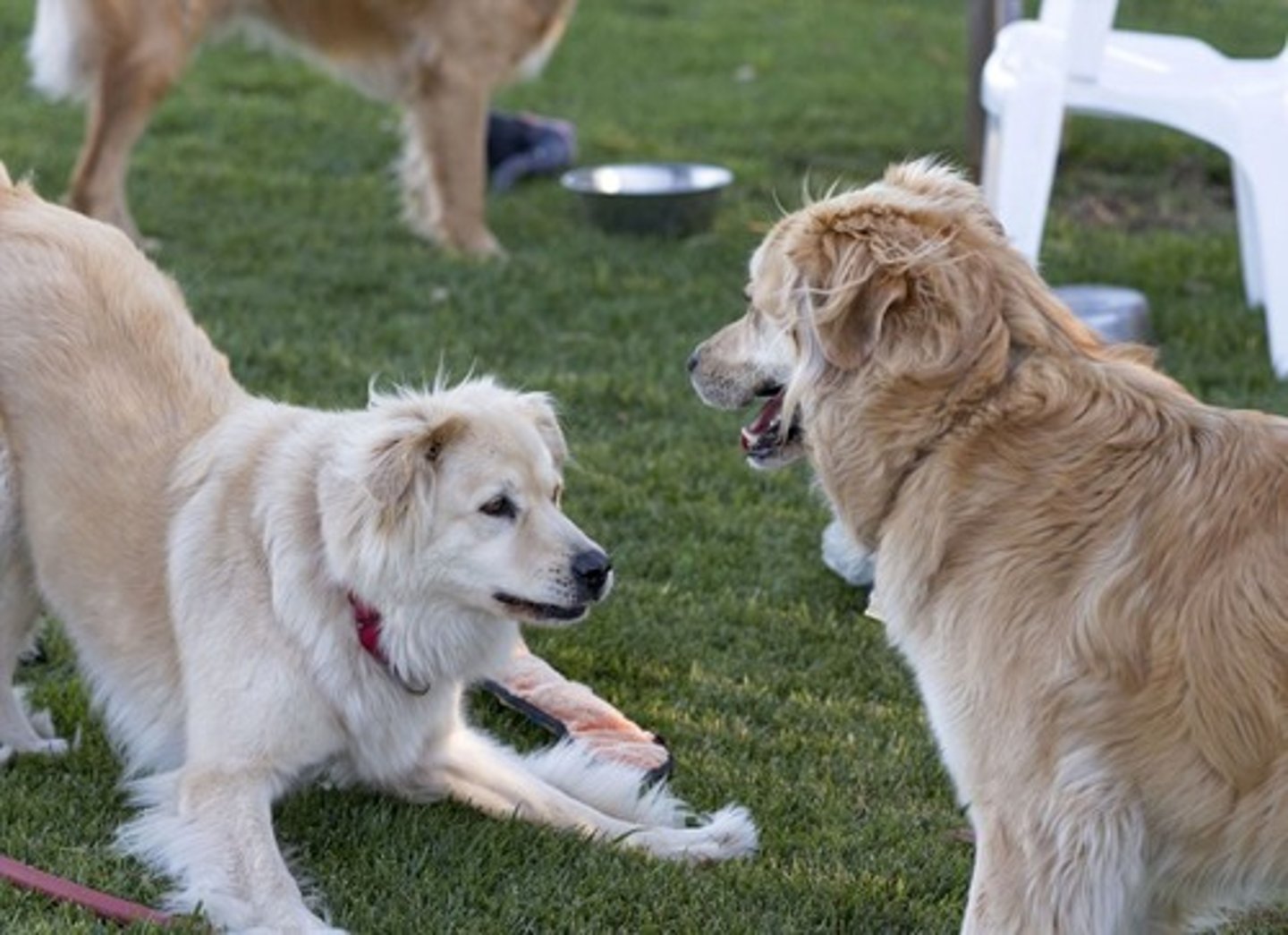 <p>It is a friendly gesture that may indicate playfulness, but can also be a displacement behavior.</p>