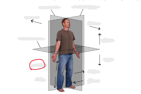 <p>closest to an articular point (nearest the axial skeleton)</p>