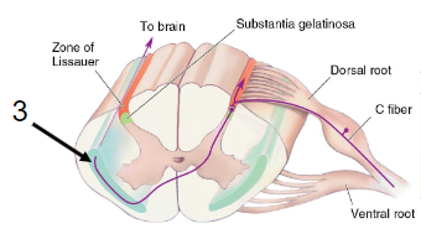 <p>Nociceptive primary afferents have cell bodies in dorsal root ganglia.<br><br>Primary afferents branch on ipsilateral side at a short distance on spinal cord<br><br>Projections from neurons in substantial gelatinosa cross and ascend</p>
