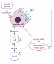 <p>acetylcholine, histamine&nbsp;and gastrin </p>