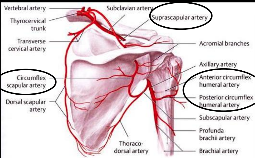 <p>Anterior circumflex humeral, posterior circumflex humeral, circumflex scapular, suprascapular arteries</p>