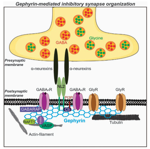 <ul><li><p><strong><u>Gephyrin</u></strong></p></li><li><p><span>Anchors the receptors and important proteins to the post synaptic membrane</span></p></li></ul><p></p>
