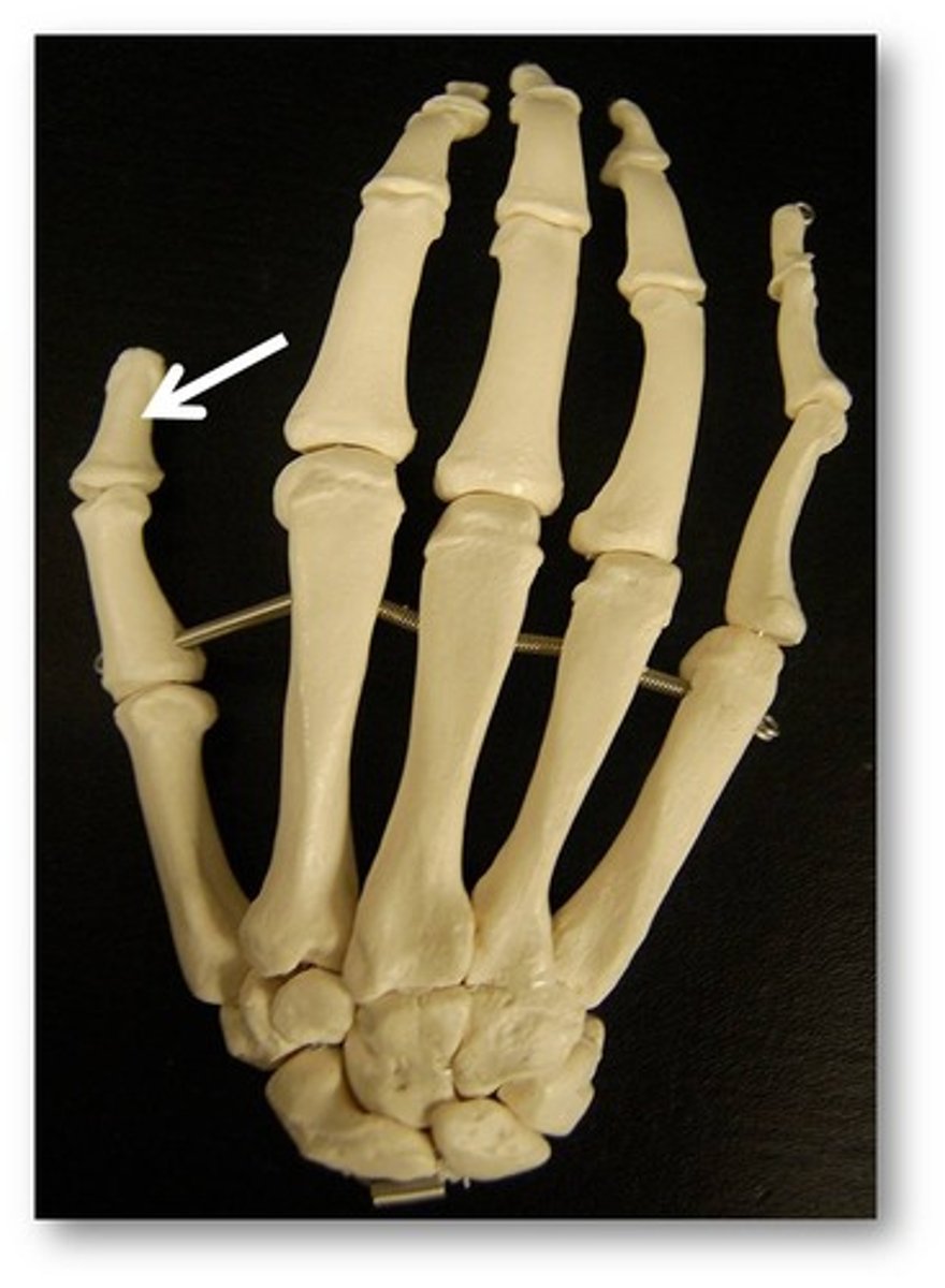 <p>Name the BONE</p>